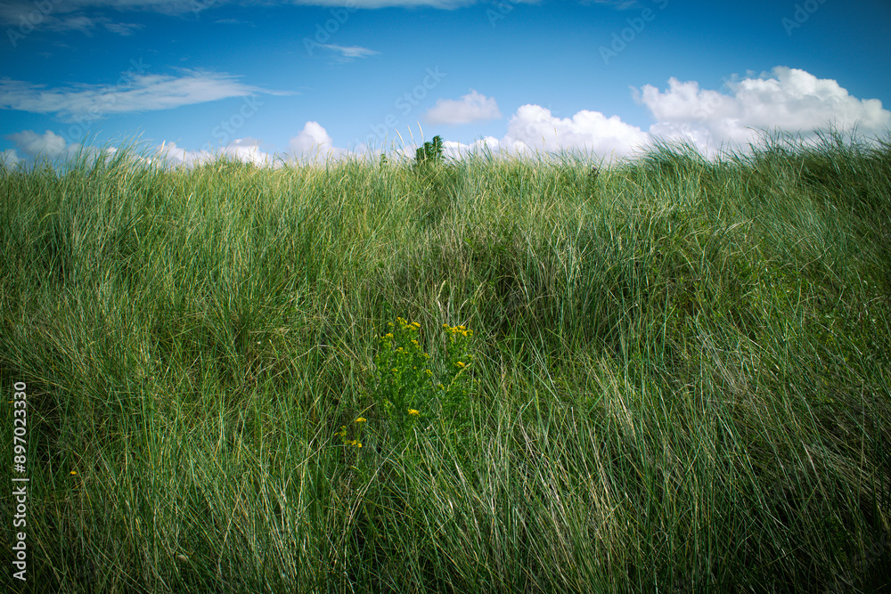 Obraz premium green grass and blue sky