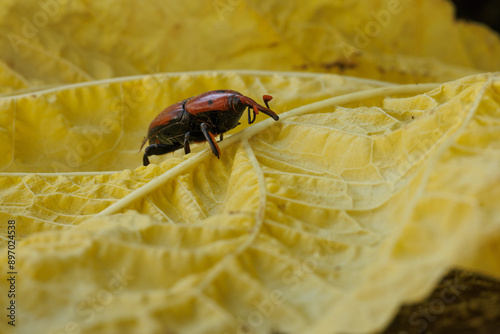 Picudo rojo, rhynchophorus ferrugineus, sobre hoja amarilla, Alcoy, España photo