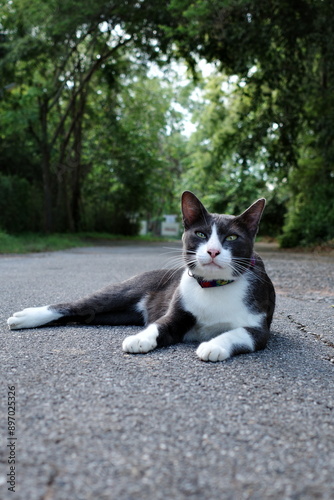 portrait of a cat