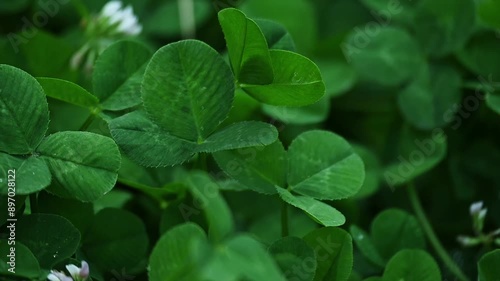 Seamless clover field background, agricultural-botanical concept
