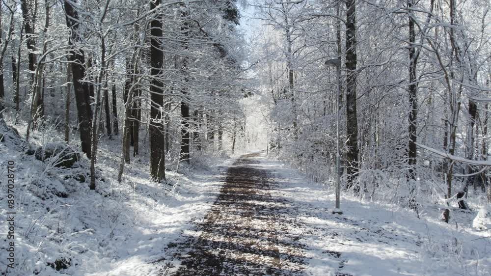 Snow-covered forest path on a sunny winter day Snow-covered forest path on a sunny winter day