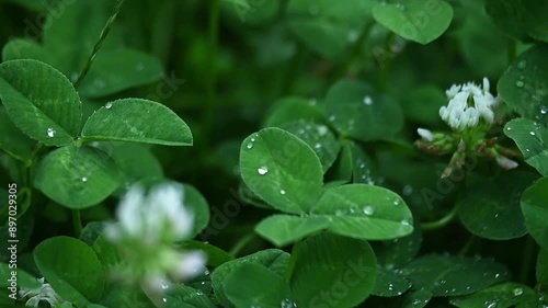 Seamless clover field background, agricultural-botanical concept
