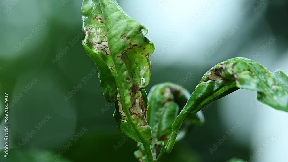 Close up view with lemon leaves affected by bacterial disease
Close up view with lemon leaves affected by bacterial disease