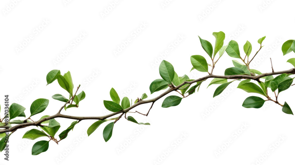 tree branch isolated on transparent and white background. tree branch isolated on transparent and white background.