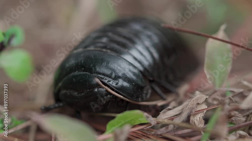 Giant pill millipede crawls across the tropical rainforest floor photo