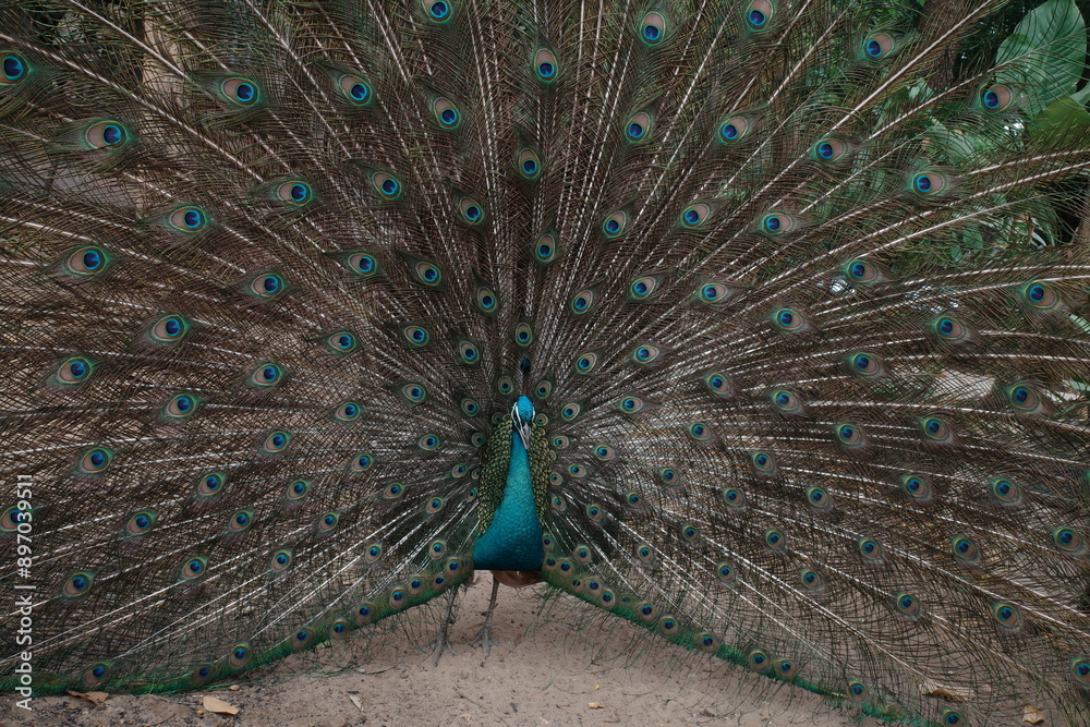 Obraz premium peacock with feathers out