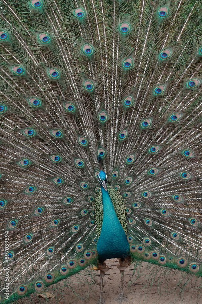 Fototapeta premium peacock with feathers out