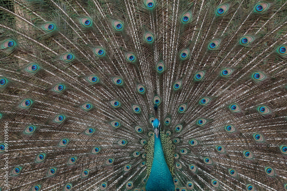 Fototapeta premium peacock with feathers out