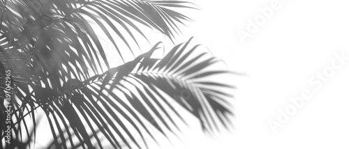 Shadow of palm leaves, cut out