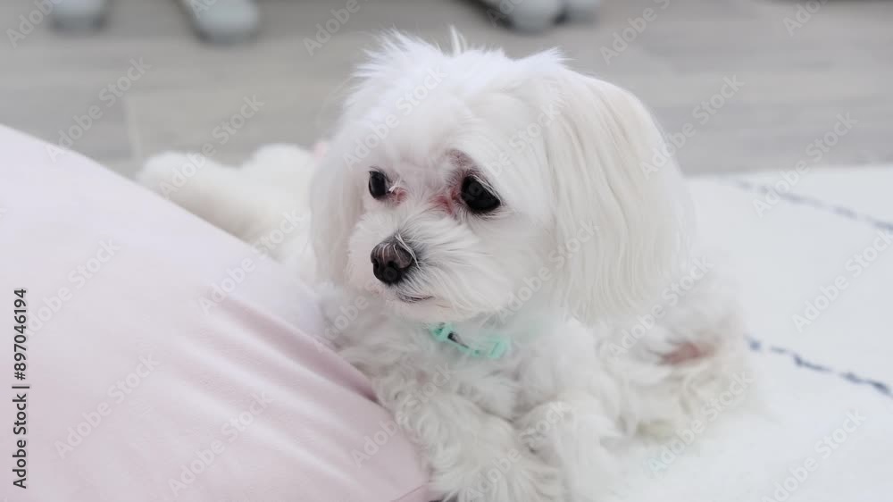 Maltese looks at the camera while lying on a pink pillow and licks his nose. Maltese looks at the camera while lying on a pink pillow and licks his nose.