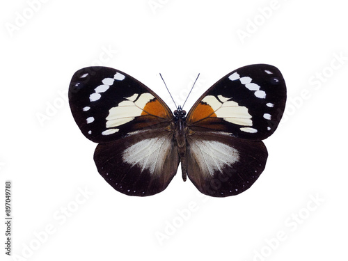 beautiful butterfly Euxanthe trajanus isolated on white background photo