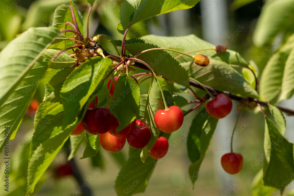 Red cherries on a branch with green leaves Red cherries on a branch with green leaves