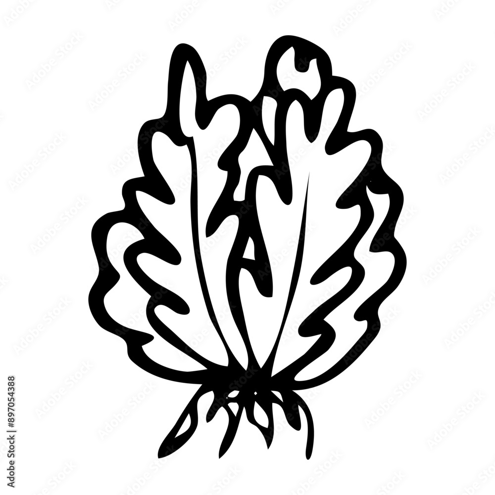 Fototapeta premium Leaf lettuce hand drawn in doodle style. Ripe salad vegetable. Vegetarian healthy food. Natural economy. Farm product. Vector line art illustration.