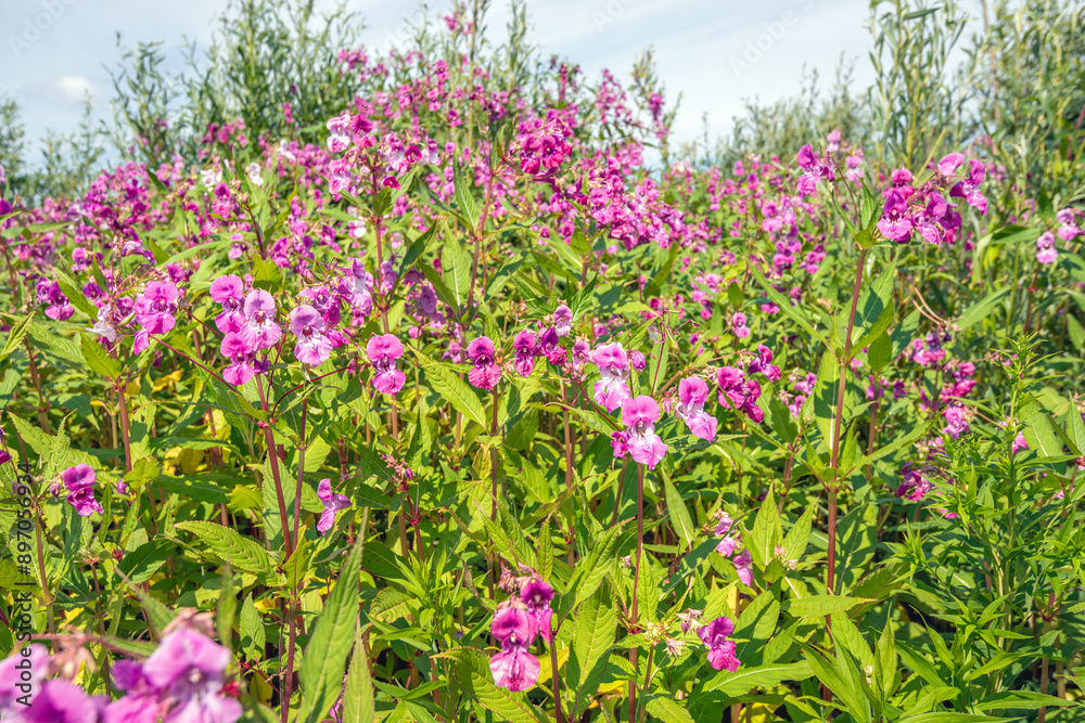 Blooming Himalayan balsam plants in a Dutch nature reserve on a sunny summer day. In the Netherlands, the plant is known as an unwanted invasive exotic species because it overgrows native nature. Blooming Himalayan balsam plants in a Dutch nature reserve on a sunny summer day. In the Netherlands, the plant is known as an unwanted invasive exotic species because it overgrows native nature.
