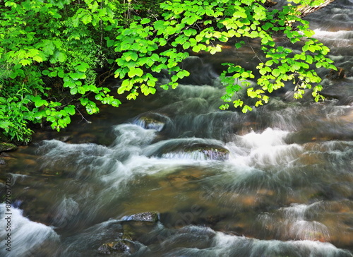 Mountain Stream Flowing Under Foliage