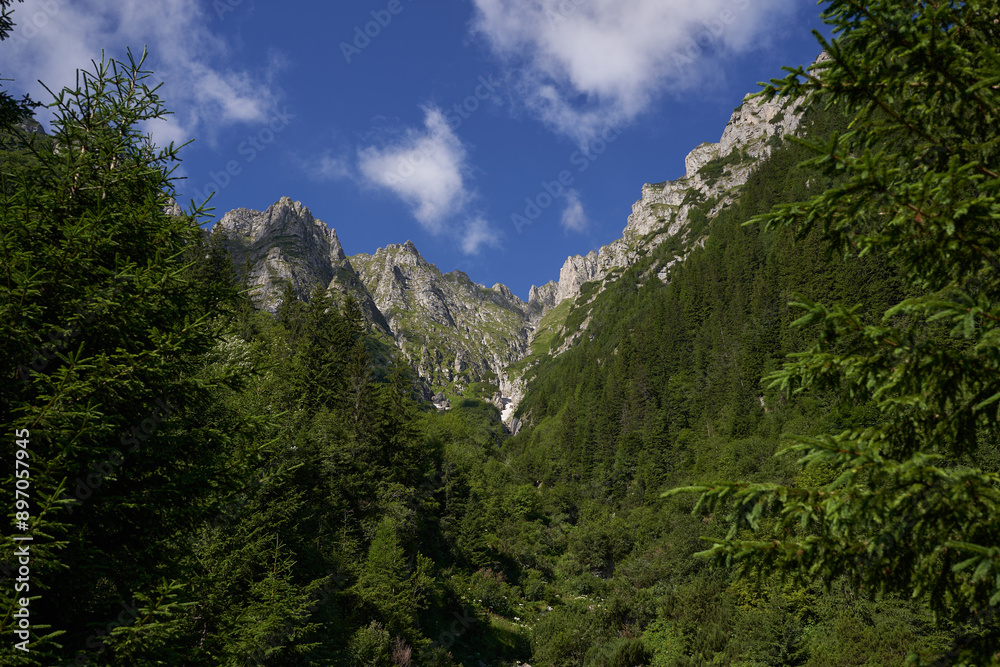 Obraz premium Forests on mountains landscape shot