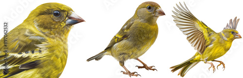 Set of European Greenfinch on Transparent Background for Nature and Wildlife Themes, Close-Up Portrait, Perching and Flying Green Bird photo