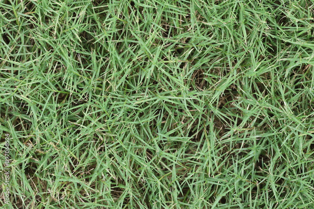 green grass background. top view of garden grass green grass background. top view of garden grass