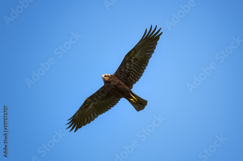 Marsh harrier, spreading its wings, soars above the ground against the background of the blue sky