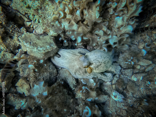 An octopus rests on the rocky seabed, blending perfectly with its surroundings. Its textured skin camouflages among the stones
