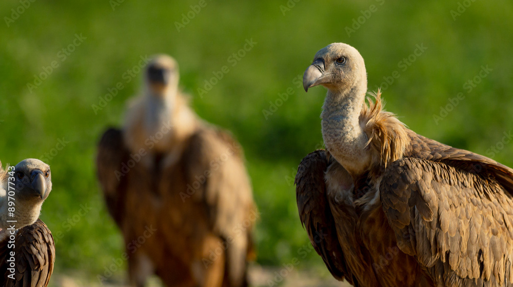Eurasian Griffon Vulture, Gyps fulvus, Agricultural Fields, Castilla y Leon, Spain, Europe Eurasian Griffon Vulture, Gyps fulvus, Agricultural Fields, Castilla y Leon, Spain, Europe