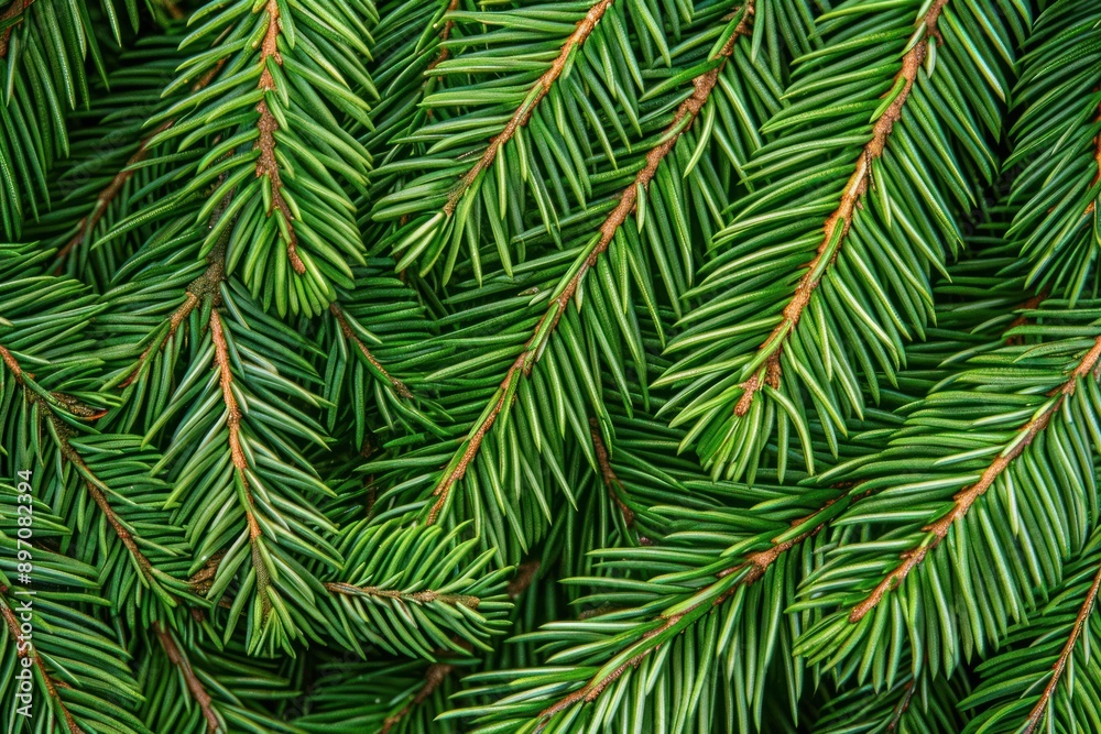Fototapeta premium closeup of fir tree leaf texture