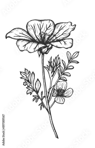 hand drawn flowers black and white isolated in transparent background