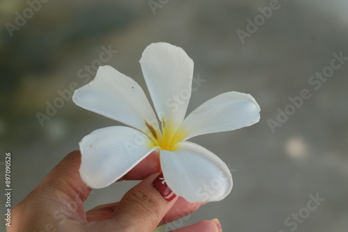 hand holding white frangipani flower