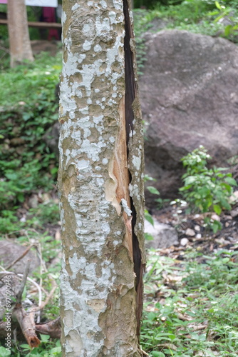 texture tree in the woods