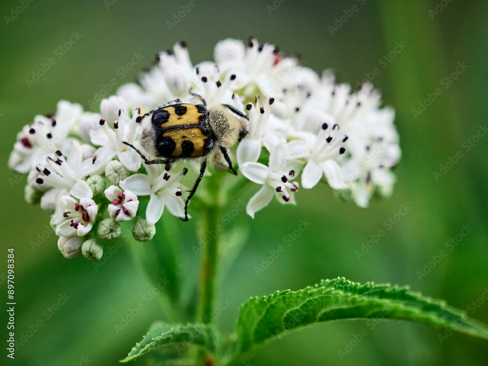 Farfalle, coleotteri e scarabei nel Parco Nazionale della Maiella Farfalle, coleotteri e scarabei nel Parco Nazionale della Maiella