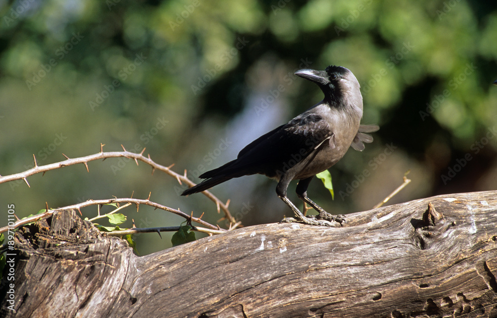 Corbeau familier,.Corvus splendens, House Crow Corbeau familier,.Corvus splendens, House Crow