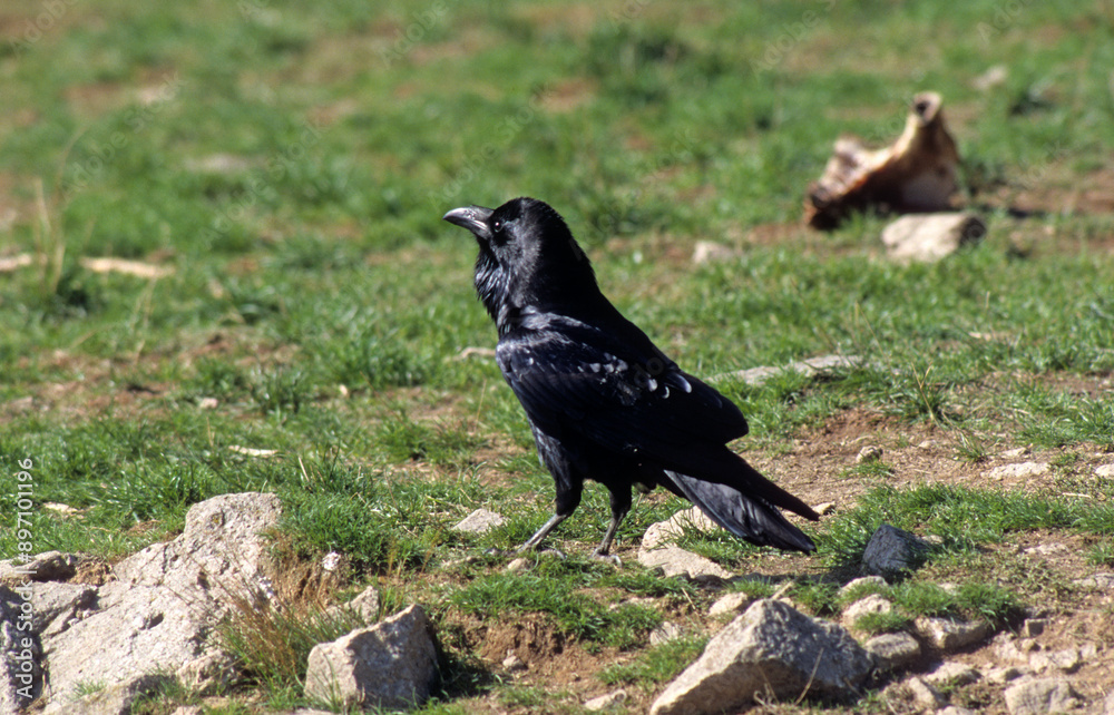 Obraz premium Corneille noire, Corvus corone, Carrion Crow