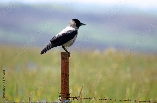 Corneille mantelée,.Corvus cornix, Hooded Crow photo