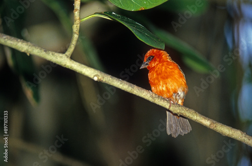 Foudi de Madagascar, Foudi rouge,.Foudia madagascariensis, Red Fody, Madagascar photo