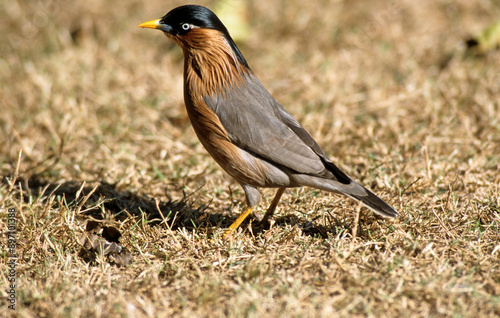 Étourneau des pagodes,.Sturnia pagodarum, Brahminy Starling photo