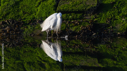 Little Egret - Egretta garzetta - Reflection