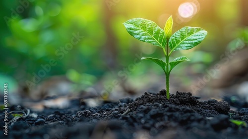 A close up of a young plant sprouting from the soil with vibrant green leaves, symbolizing growth and new beginnings in a natural setting.