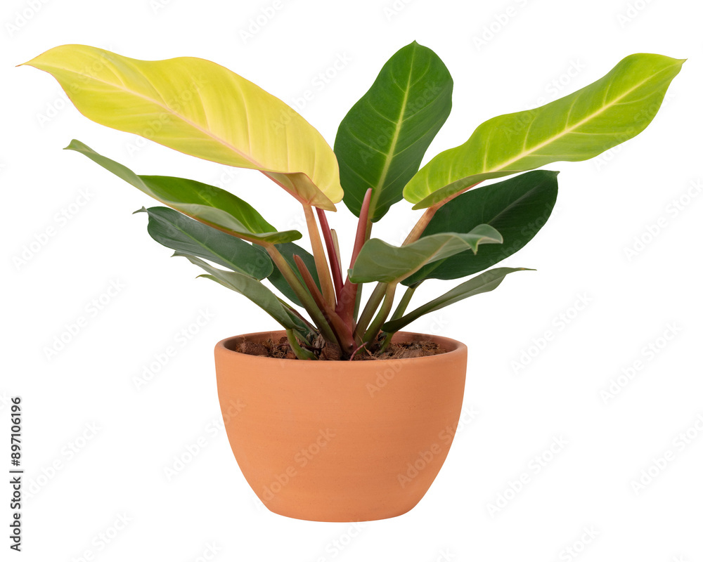 Camille plant png mockup in a terracotta pot home decor object Camille plant png mockup in a terracotta pot home decor object