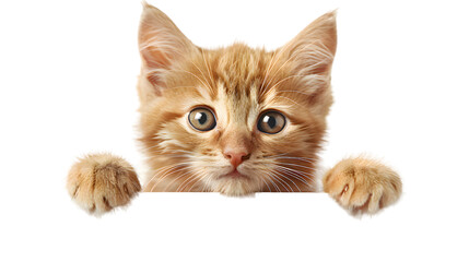 Kitten holding blank banner isolated on transparent background