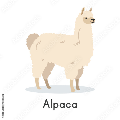 Alpaca vector illustration. Cute alpaca cartoon clipart, animal in flat style. Farm animals concept, rural farming. Livestock animal alpaca vector design isolated on white background