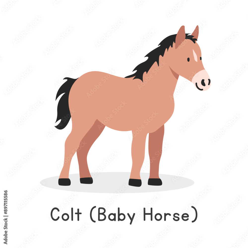 Colt (baby horse) vector illustration. Cute colt cartoon clipart, animal in flat style. Farm animals concept, rural farming. Livestock animal baby horse vector design isolated on white background Colt (baby horse) vector illustration. Cute colt cartoon clipart, animal in flat style. Farm animals concept, rural farming. Livestock animal baby horse vector design isolated on white background