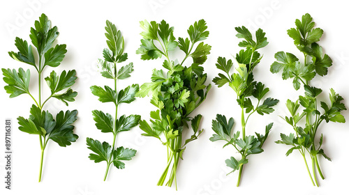 Mediterranean herbs and spices: set of fresh, healthy parsley leaves, twigs, and a small bunch isolated over a white background, cooking, food or diet and nutrition design elements © terryyip