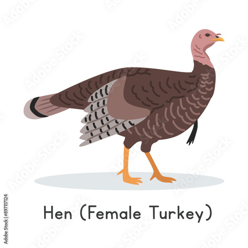 Turkey vector illustration. Cute male turkey cartoon clipart, animal in flat style. Farm animals concept, rural farming. Livestock poultry turkey vector design isolated on white background