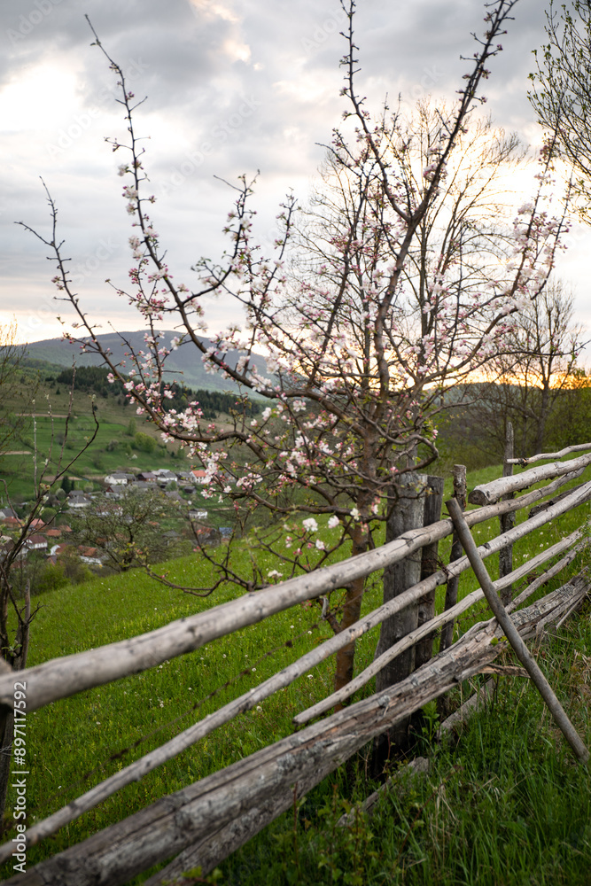 Fototapeta premium A Rustic Wooden Fence With A Blooming Tree In A Rural Landscape. Carpathian mountains, Ukraine