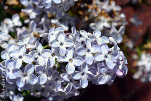 Bright, unusual plants, large bushes, colorful nature in summer. White purple flowering lilac bushes, Syringa, disambiguation, illuminated by bright sunlight. photo