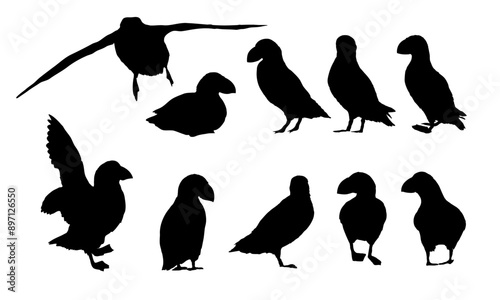 Atlantic puffin silhouettes set. Realistic Fratercula arctica or common puffin birds in different poses. vector birds
