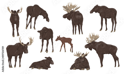 Males with large horns, females and cubs of the European elk Alces alces stand, walk and lie down. Realistic vector animals