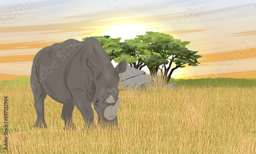 An adult white rhinoceros stands in the tall dry grass of the African savannah. Sunset in Africa. Realistic vector landscapeafrica, african, animal, big, black, cartoon, ceratotherium simum, character