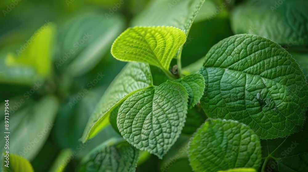 Close up vibrant green garden leaves with selective focus Close up vibrant green garden leaves with selective focus