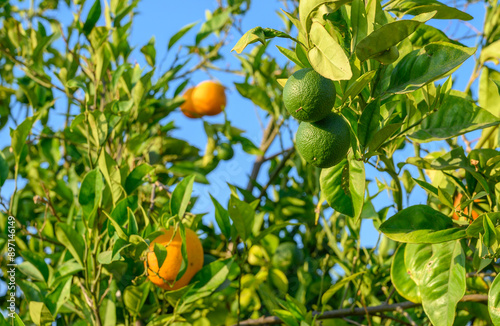 Close-up orange fruit in orange farming.